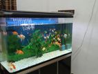 Fish Tank with Fishes