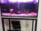 Fish tank