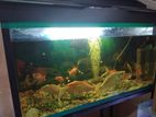 Fish Tank