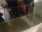 fish tank
