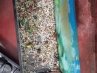 Fish Tank Set
