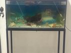 Fish Tank