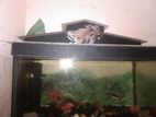 Fish Tank with