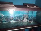 Fish Tank