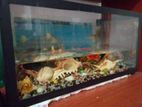 Fish Tank