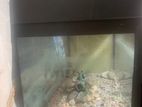 Fish Tank