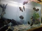 Fish Tank