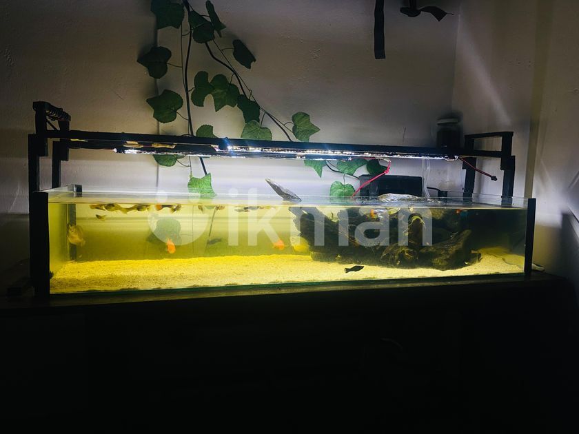 Fish Tank For Sale In Matara City 