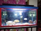 Fish Tank Full Set