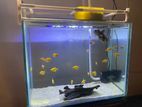 Fish Tank