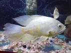 Fish Tank with