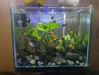 Fish Tank