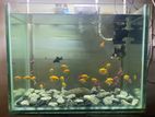 Fish Tank