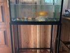 Fish tank