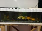 Fish Tank