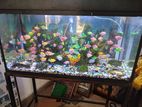 Fish Tank with