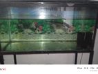 Fish Tank