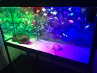 Fish Tank with Table