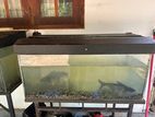 Fish Tanks with All Accessories