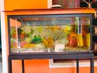 Fish Tank with Full Set