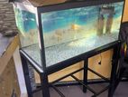 Fish Tank