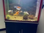 Fish Tank