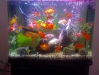 Fish Tank