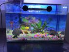 Fish Tank Full Set