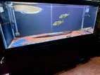 fish tank full set 6x2x2.5 12mm glass