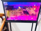 Fish Tank Full Set