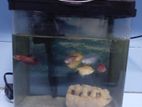 Fish Tank Full Set