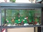 Fish Tank Full Set