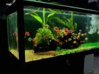 Fish Tank Full Set