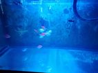 Fish Tank Full Set with