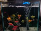 Fish Tank Full Set with