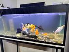 Fish Tank Full Set