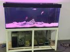 Fish Tank Full Set