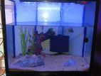 Fish Tank Full Set