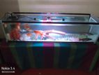 Fish Tank (full Set with Fish)