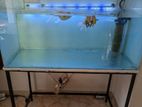 Fish Tank Full Set