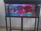 Fish Tank Full Set