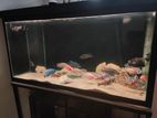 Fish Tank Full Setup with Fishes