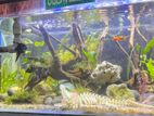 Fish Tank Full Setup