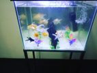 Fish Tank (full-Setup)