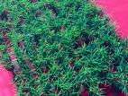 Fish Tank Grass