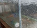 Fish Tank Set