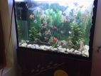 Fish Tank with
