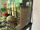 Fish Tank (මාළු ටැන්කි)