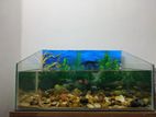 Fish Tank/ මාලු ටැංකි