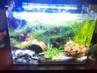 Fish Tank මාලු ටැංකිය